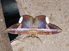 Hemeroblemma mexicana