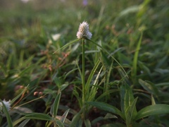 Cyperus