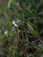 Cyperus
