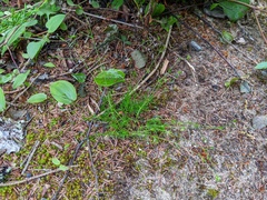 Sabulina dawsonensis