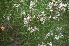 Hakea trifurcata