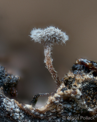Martininia panamaensis
