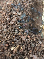 Trichomyrmex glaber