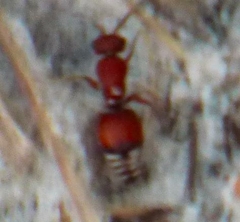 Pseudomethoca sanbornii