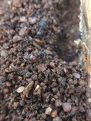 Trichomyrmex glaber