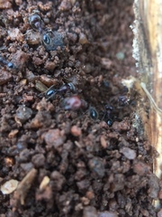 Trichomyrmex glaber