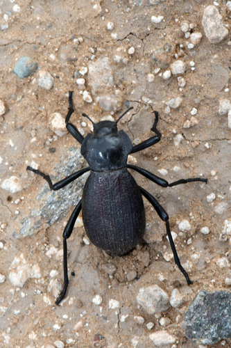 Philolithus elatus photo 3