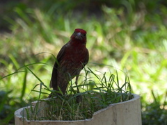 Haemorhous mexicanus
