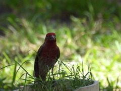 Haemorhous mexicanus