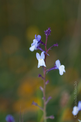 Linaria incarnata