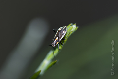 Capsodes sulcatus