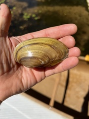 Pyganodon lacustris