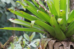 Werauhia werckleana