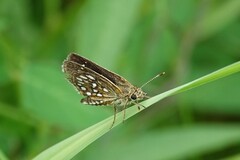 Piruna aea