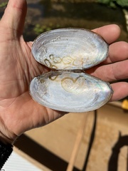 Pyganodon lacustris