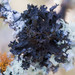 Flattened Thornbush Lichen - Photo (c) Ken-ichi Ueda, some rights reserved (CC BY), uploaded by Ken-ichi Ueda