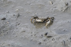 Macrophthalmus