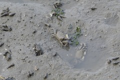 Macrophthalmus