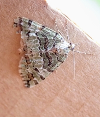 Hydriomena speciosata