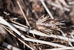 Oiketicoides febretta