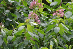Fuchsia paniculata