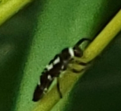 Macugonalia leucomelas