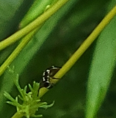 Macugonalia leucomelas