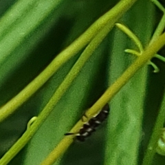 Macugonalia leucomelas