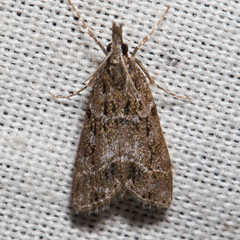 Eudonia torniplagalis