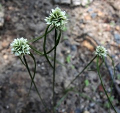 Cyperus seslerioides