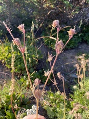 Geum triflorum ciliatum