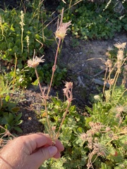 Geum triflorum ciliatum