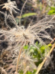 Geum triflorum ciliatum