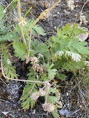 Geum triflorum ciliatum