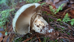 Catathelasma