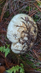 Catathelasma