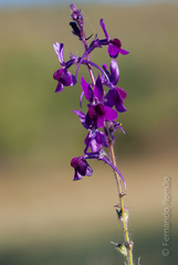 Linaria elegans