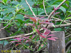 Ehretia longiflora