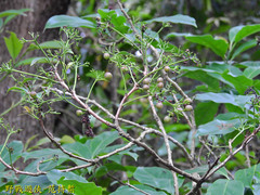 Ehretia longiflora