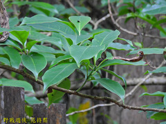 Ehretia longiflora