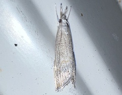 Haimbachia squamulellus