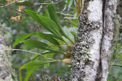 Oncidium reichenheimii, photograph 1