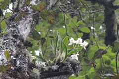 Rhynchostele candidula