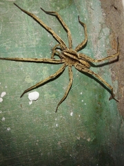 Centroctenus brevipes