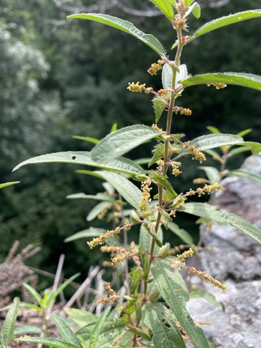 Acalypha gracilens iNat (2)