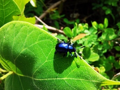 Platycorynus peregrinus