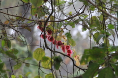Passiflora membranacea