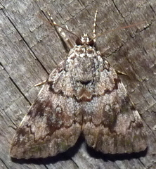 Catocala lineella
