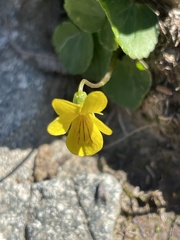 Viola biflora biflora