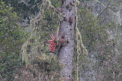 Tillandsia violacea